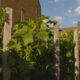 Grapes growing in a garden of the southernmost village of Belgium - dolly shot real time