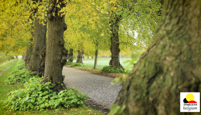 Trees alley in autumn