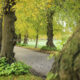 Autumn mood : golden trees alley and small road to Ooidonk castle - dolly shot real time