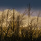 Walking in Ooidonk castle gardens : evening light on reeds flower - dolly shot real time