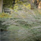 The enchanting landscape of Ooidonk castle gardens in autumn - dolly shot real time