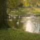 Swans of Bruges : elegant symbols of the world famous flemish city - dolly shot real time