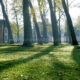 Bruges Beguinage in fall : lights and shadows in a heaven of peace - dolly shot real time